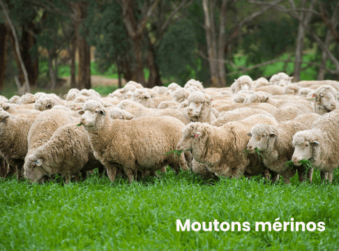 Moutons mérinos